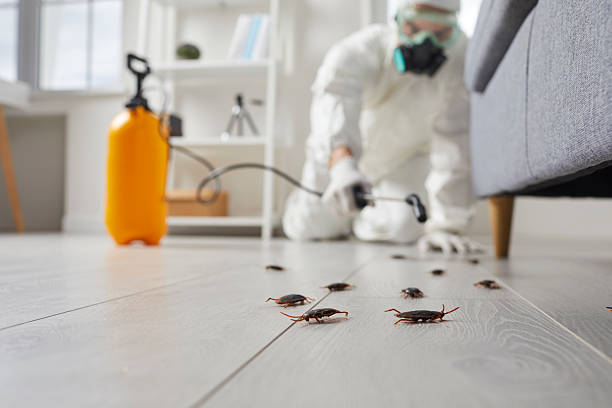 Post-Treatment Bed Bug Interceptor Monitoring in Horton